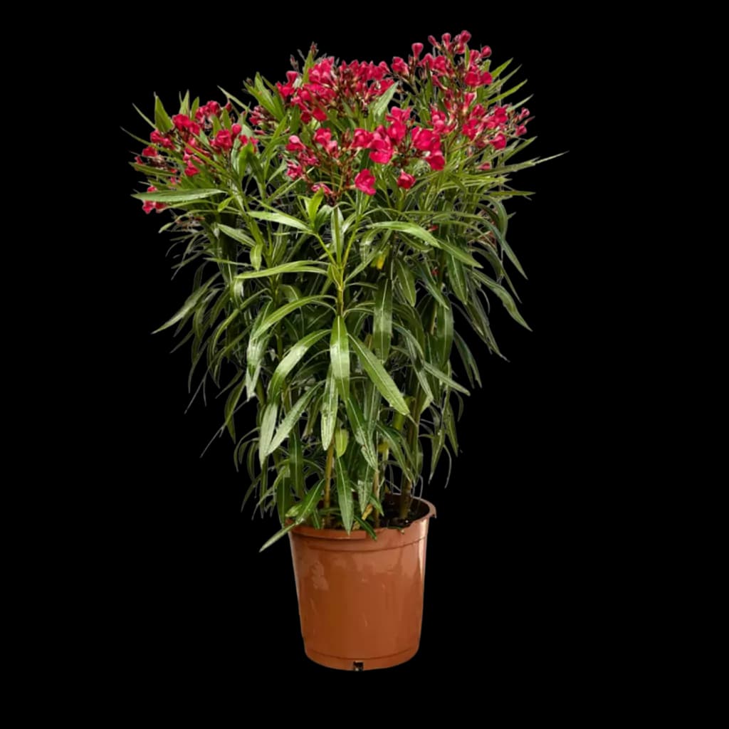 Plante naturelle : Laurier 160cm
